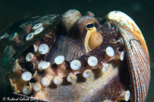 Coconut octopus-Lembeh by Richard Goluch 